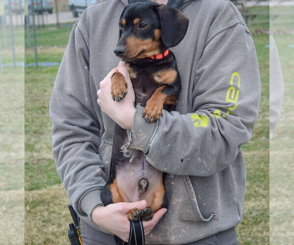 Medium Photo #4 Dachshund Puppy For Sale in Huntley, IL, USA