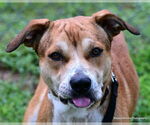 Small #1 Labrador Retriever Mix