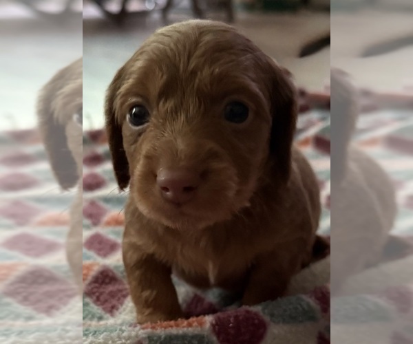 Medium Photo #1 Dachshund Puppy For Sale in CROSSVILLE, TN, USA