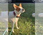 Small #1 Mutt