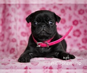 Jug-Pug Mix Puppy for sale in LIBERTY, KY, USA