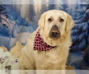Great Pyrenees Dogs for adoption in Placerville, CA, USA
