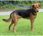 Small #2 Mutt
