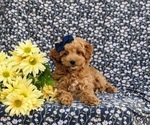 Small Photo #13 Miniature Labradoodle Puppy For Sale in KINZERS, PA, USA