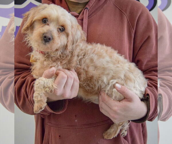 Medium Photo #2 Mutt Puppy For Sale in Huntley, IL, USA