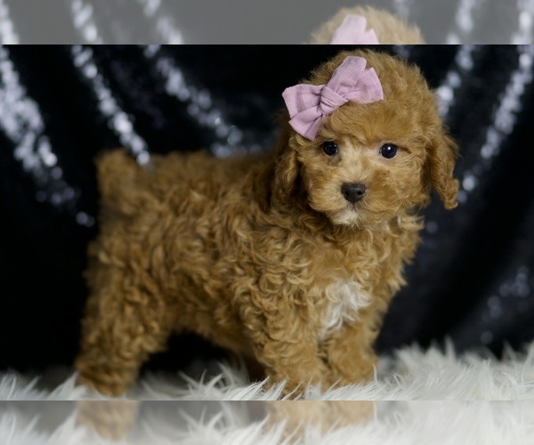 Medium Photo #4 Poodle (Miniature) Puppy For Sale in WARSAW, IN, USA