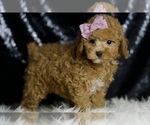 Small #3 Poodle (Miniature)