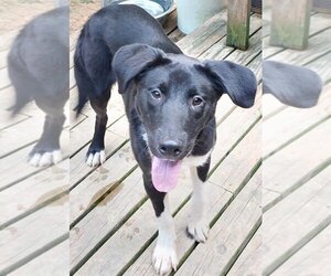 Borador Dogs for adoption in Boston, MA, USA