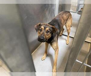 German Shepherd Dog-Unknown Mix Dogs for adoption in Modesto, CA, USA