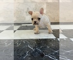 Small Photo #15 French Bulldog Puppy For Sale in LEAWOOD, KS, USA