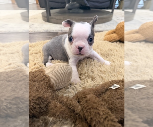 Medium Photo #4 Boston Terrier Puppy For Sale in FREDONIA, KS, USA