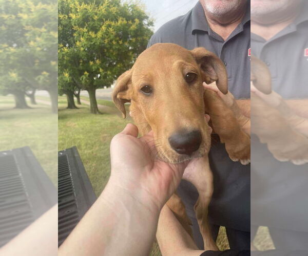 Medium Photo #2 Collie-Great Dane Mix Puppy For Sale in Bullard, TX, USA
