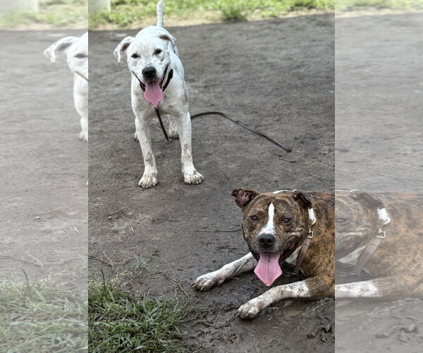 Medium Photo #4 Mutt Puppy For Sale in Virginia Beach, VA, USA