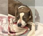 Small American Pit Bull Terrier