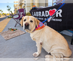 Maribel - Female Labrador Retriever Dog for Adoption - Small photo