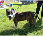 Small #5 Bullypit