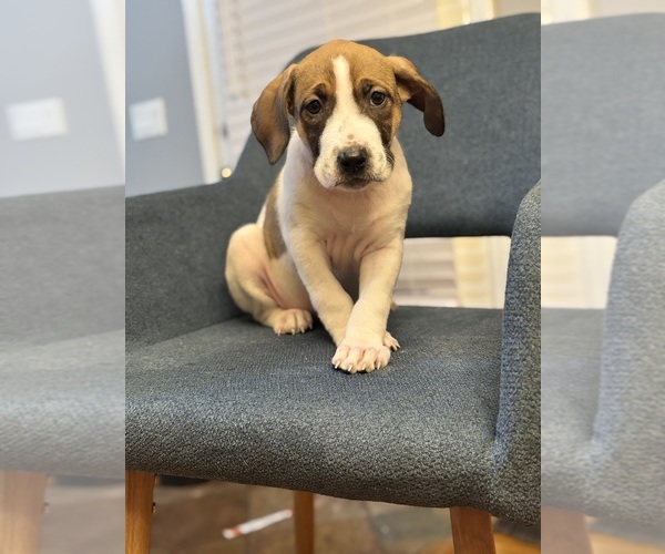 Medium Photo #3 America Bandogge Mastiff Puppy For Sale in SNELLVILLE, GA, USA