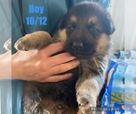 Small Photo #7 German Shepherd Dog Puppy For Sale in OWINGSVILLE, KY, USA