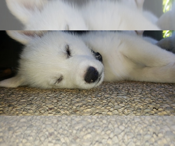 Medium Photo #8 Alusky Puppy For Sale in ELK GROVE, CA, USA