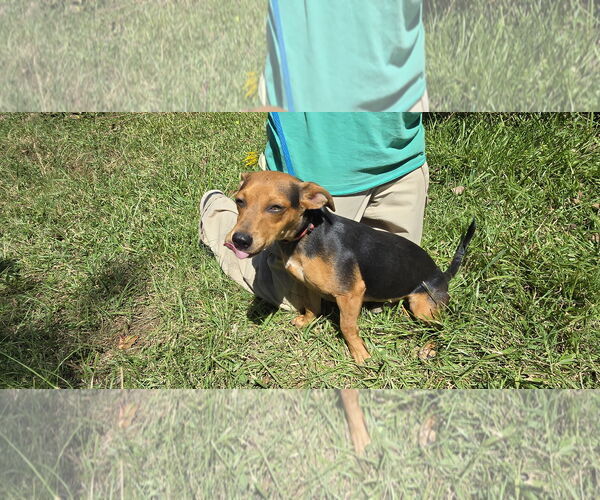 Medium Photo #4 Chiweenie Puppy For Sale in Missouri City, TX, USA