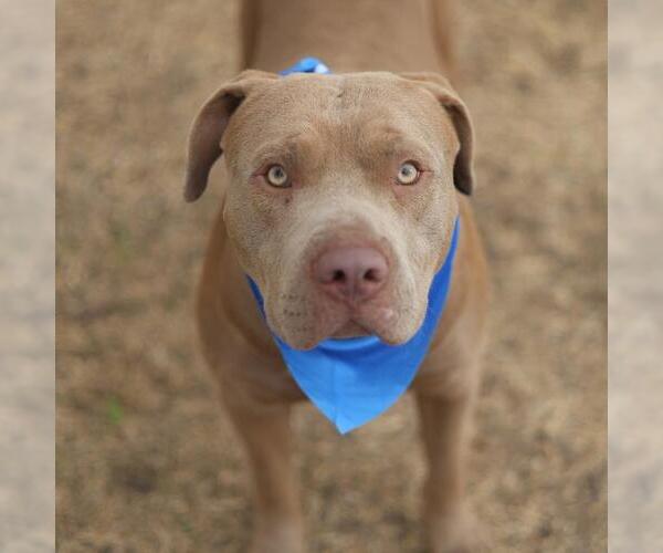 Medium Photo #1 American Staffordshire Terrier-Unknown Mix Puppy For Sale in San Antonio, TX, USA