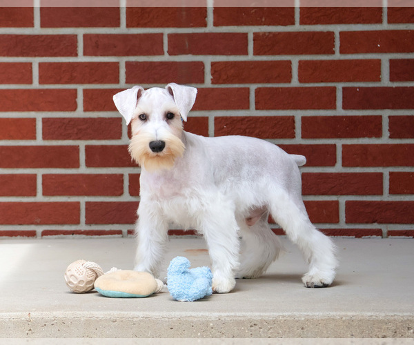 Medium Photo #6 Schnauzer (Miniature) Puppy For Sale in SYRACUSE, IN, USA