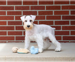 Small #5 Schnauzer (Miniature)