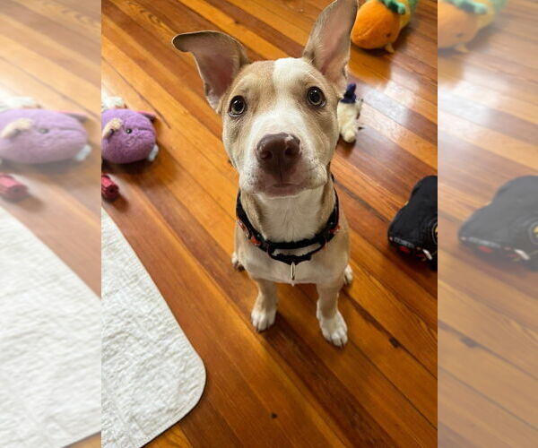 Medium Photo #3 Mutt Puppy For Sale in Wenonah, NJ, USA