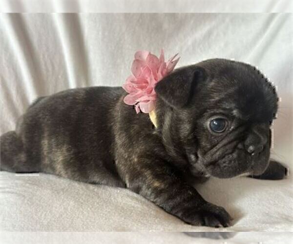 Medium Photo #17 French Bulldog Puppy For Sale in MIAMI, FL, USA