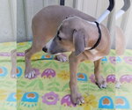 Small #2 Italian Greyhound