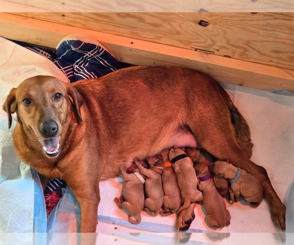 Medium Photo #1 Labrador Retriever Puppy For Sale in WEIPPE, ID, USA