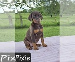 Image preview for Ad Listing. Nickname: Pixie