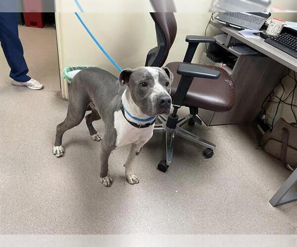 Medium Photo #1 American Pit Bull Terrier Puppy For Sale in Pasadena, CA, USA