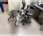 Small American Pit Bull Terrier
