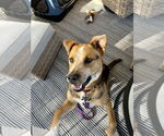 Small #2 American Staffordshire Terrier Mix