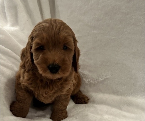 Medium Photo #10 Goldendoodle (Miniature) Puppy For Sale in PLATTE CITY, MO, USA