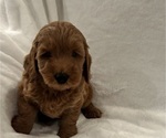 Litter of 6 - Male(s) and Female(s) Goldendoodle (Miniature)Litter of Puppies for Sale - Photo #10