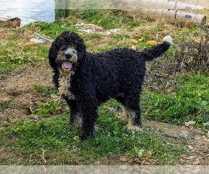 Bernedoodle Puppy for sale in CHRISTIANA, PA, USA