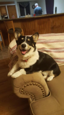 Father of the Pembroke Welsh Corgi puppies born on 02/09/2018