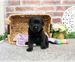 Small #7 Labrador Retriever