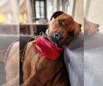 Small Photo #11 American Pit Bull Terrier-Unknown Mix Puppy For Sale in Woodbury, NY, USA