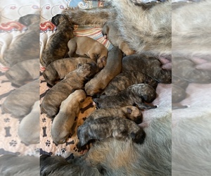 Irish Wolfhound Puppy for sale in GRAND VALLEY, PA, USA