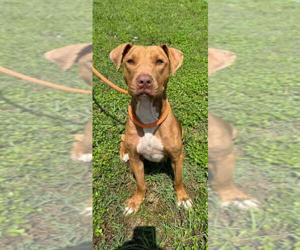 Medium Photo #3 Mutt Puppy For Sale in Abbeville, LA, USA