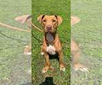 Small #2 Mutt