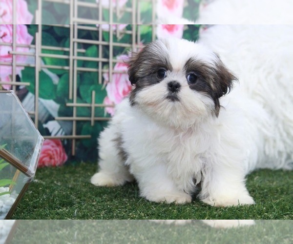 Medium Photo #1 Shih Tzu Puppy For Sale in MARIETTA, GA, USA