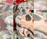 Puppy Boy 1 French Bulldog