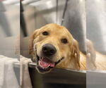 Small #1 Golden Labrador