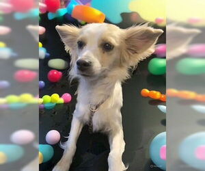 Chihuahua-Unknown Mix Dogs for adoption in Aurora, CO, USA