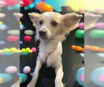Small Chihuahua Mix
