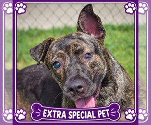 Holland Shepherd-Mountain Cur Mix Dogs for adoption in Huntley, IL, USA